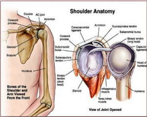 shoulder anatomy 300x238 1